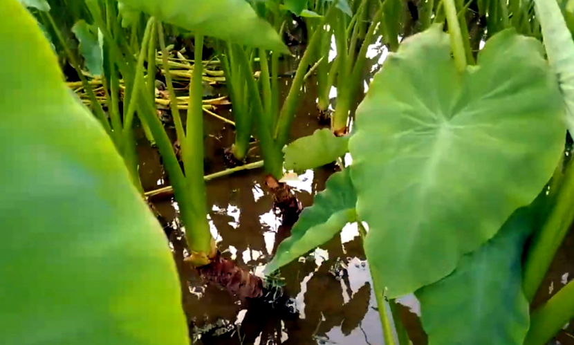 পানি কচুর সহজ চাষ, কম খরচে বেশি লাভ