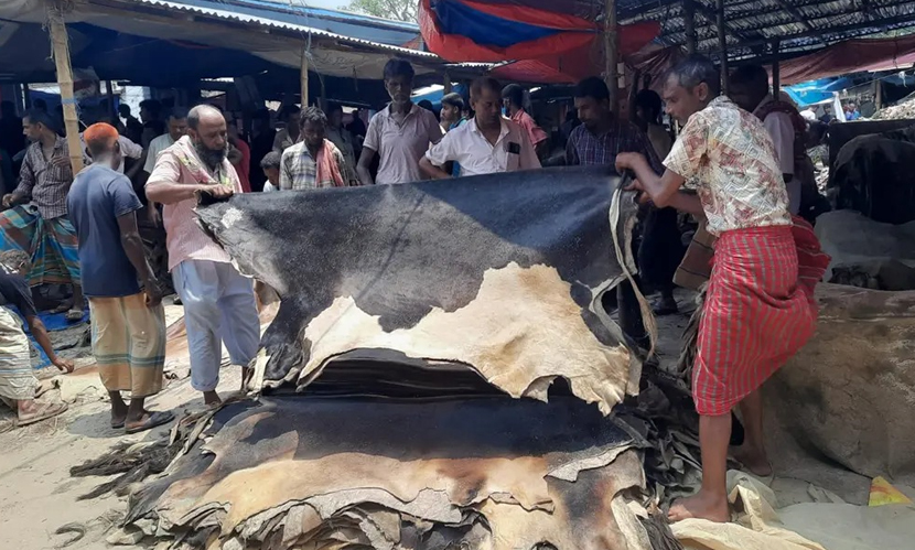 মিলছে না সরকারি দর, লোকসানে গাইবান্ধার চামড়া ব্যবসায়ীরা