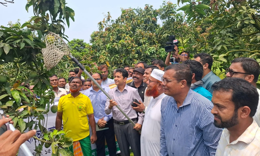 হাড়িভাঙ্গা আম পেড়ে বিপণন কার্যক্রম উদ্বোধন করেন রংপুরের জেলা প্রশাসক (ডিসি) মোহাম্মদ রুহুল আমিন। ছবি: সংগৃহীত