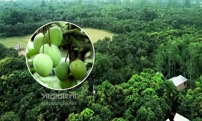 হাড়িভাঙ্গার বিপণন শুরু, ২৫০ কোটি টাকার বাণিজ্য সম্ভাবনা