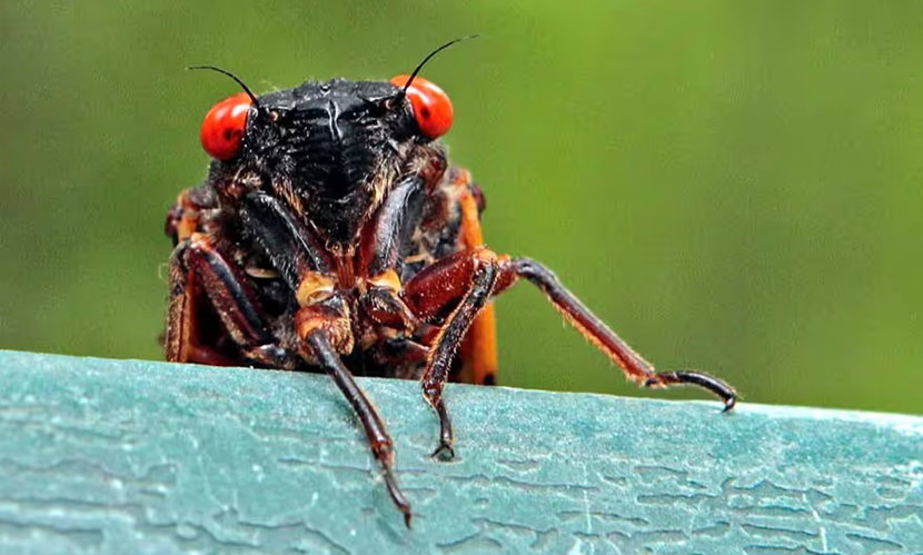 পোকামাকড়হীন দেশ!