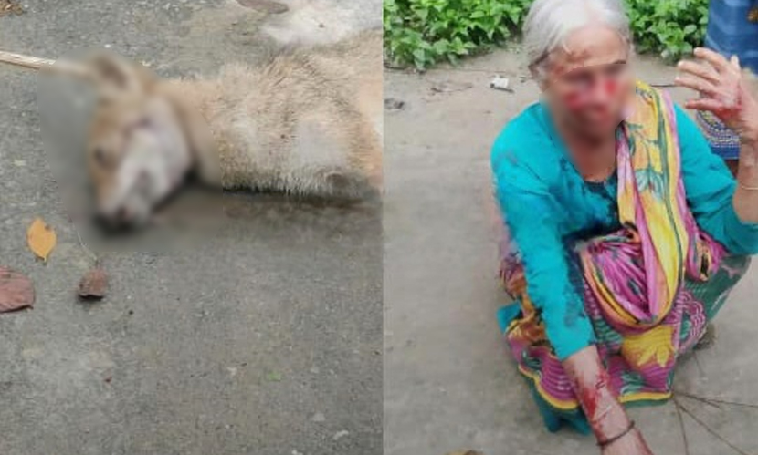 কুড়িগ্রামে শিয়ালের আক্রমণে ২ নারী আহত, এলাকায় আতঙ্ক