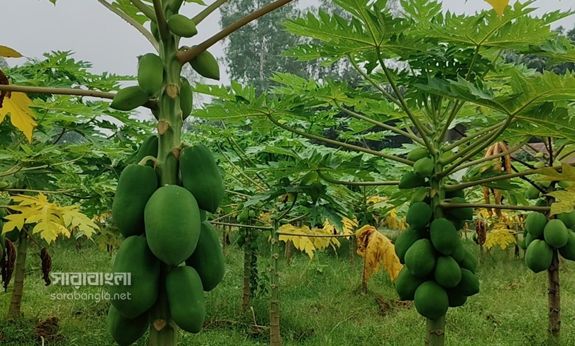 সিরাজগঞ্জের কৃষি অর্থনীতিতে নতুন সম্ভাবনা জাগাচ্ছে পেঁপে। ছবি: সারাবাংলা