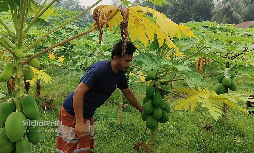 সিরাজগঞ্জের কৃষি অর্থনীতিতে নতুন সম্ভাবনা জাগাচ্ছে পেঁপে। ছবি: সারাবাংলা