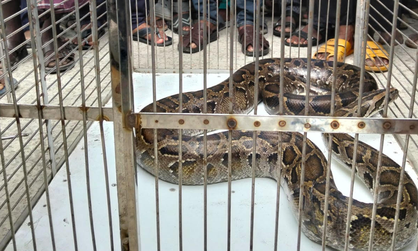 সাতক্ষীরায় সুন্দরবন সংলগ্ন বাজার থেকে অজগর সাপ উদ্ধার
