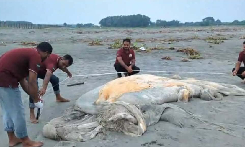 কুয়াকাটা সৈকতে ভেসে এলো ৫৬ ফুট দৈর্ঘ্যের মৃত তিমি