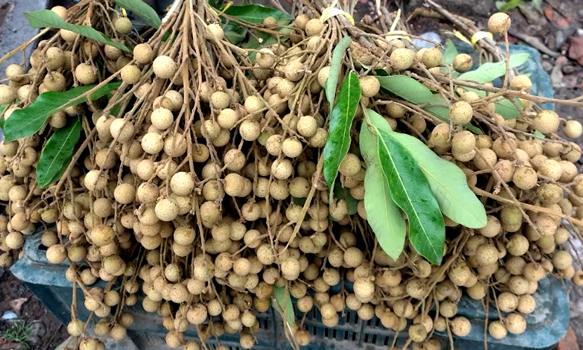 রাজবাড়ীতে লিচুর মতো আঁশফলে বাজার সয়লাব