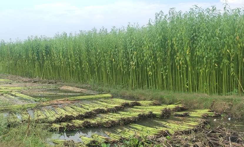 রাজবাড়ীতে পাটের ফলন ভালো হলেও দাম নিয়ে শঙ্কায় কৃষকেরা