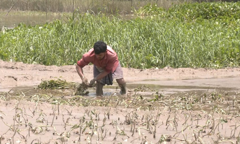 কক্সবাজারে বন্যার পানি নামলেও থামেনি কৃষকের হাহাকার