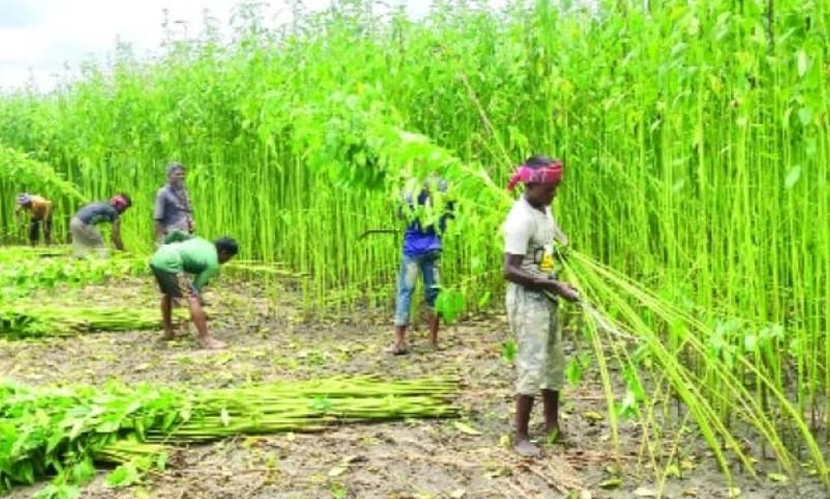 টুঙ্গিপাড়ায় পাটের বাম্পার ফলন: ৫ হাজার টন পাট উৎপাদনের আশা