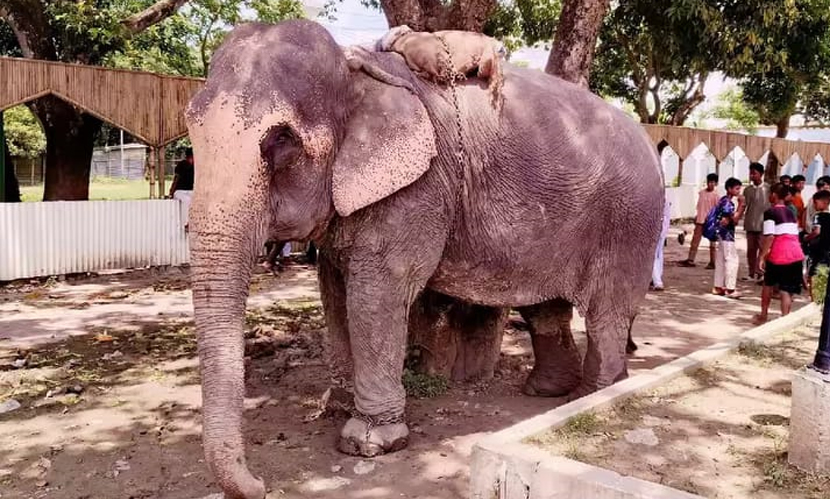 ফরিদপুরে হাতির ধাক্কায় ইজিবাইক উলটে শিশু নিহত