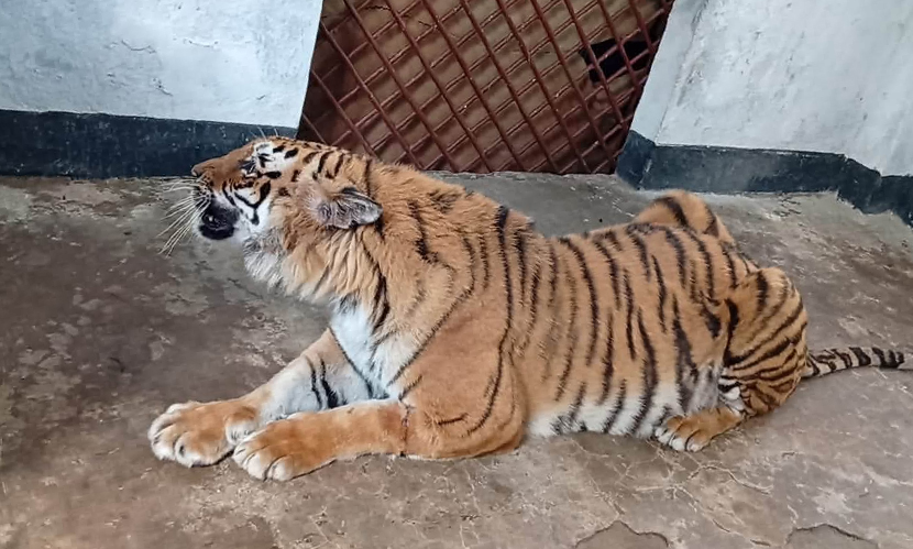 ৬ মাসের চিকিৎসা শেষে সুন্দরবনে ফিরছে আহত বাঘিনী