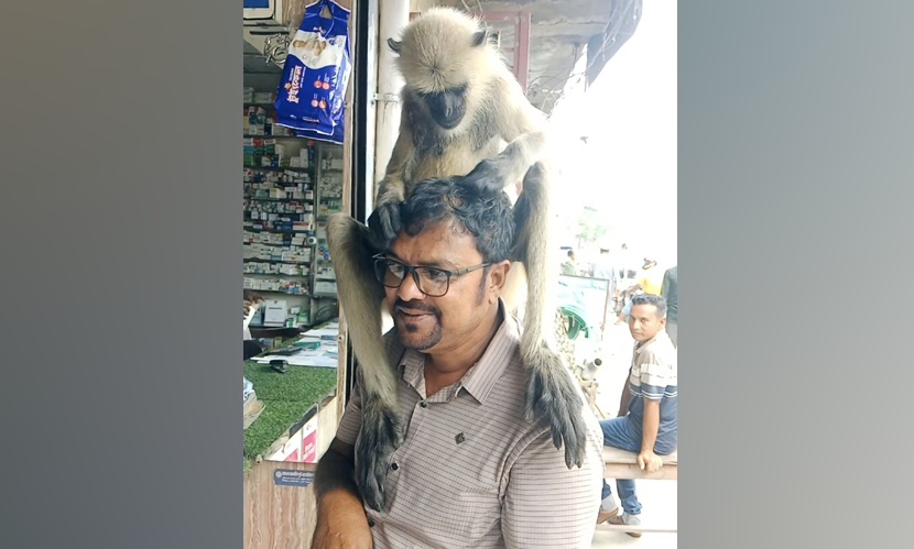 কেশবপুরে ফার্মেসিতে এসে কাঁধের ক্ষত দেখিয়ে চিকিৎসা নিল হনুমান
