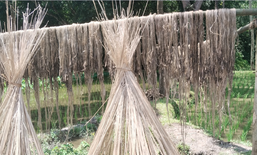 নীলফামারীতে পাট চাষে আগ্রহ কমছে কৃষকের