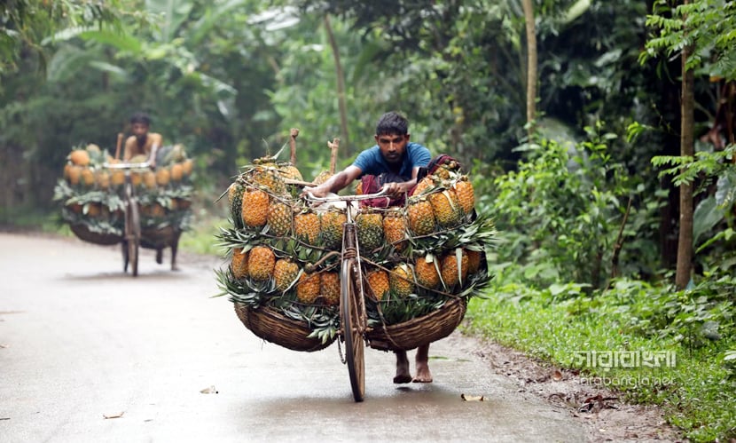 আনারসে ভরপুর টাঙ্গাইলের মধুপুর
