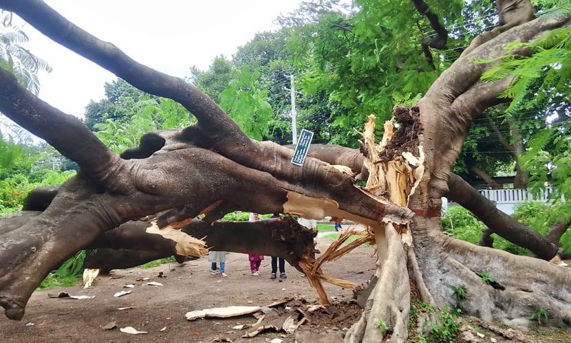 ভেঙে পড়ল রাবির শতবর্ষী কৃষ্ণচূড়া গাছ