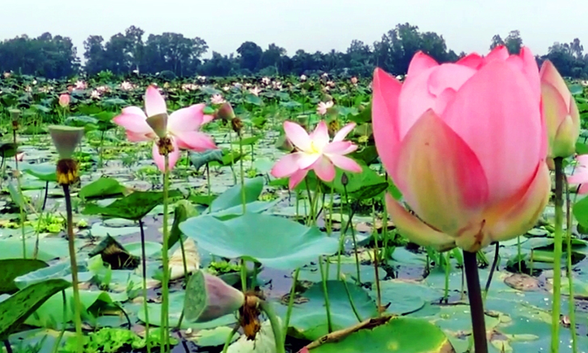সবুজের বুকে গোলাপি আভা ছড়াচ্ছে সোনাকান্তের পদ্মরাজ্য