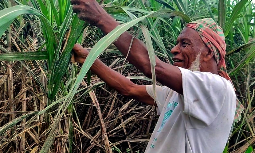 পোকার হানায় দুশ্চিন্তার ভাঁজ, তবুও আখের বাম্পার ফলনের আশা
