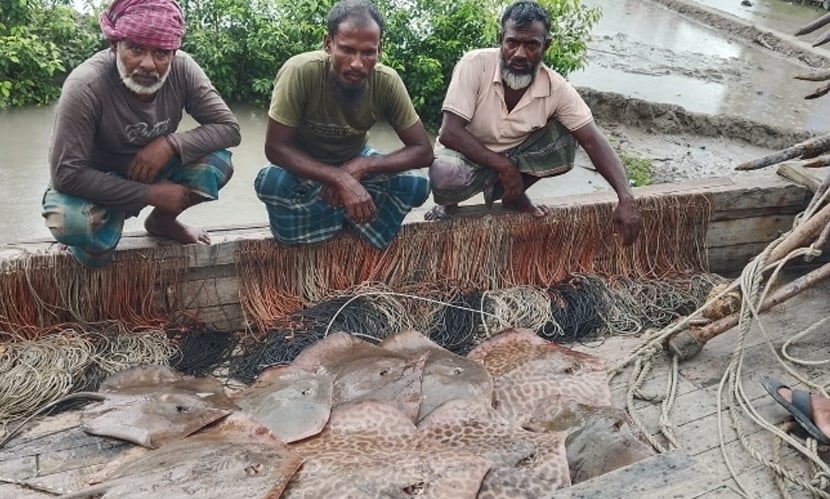 সুন্দরবনে বিপন্ন প্রজাতির শাপলাপাতা মাছসহ ৬ জেলে আটক