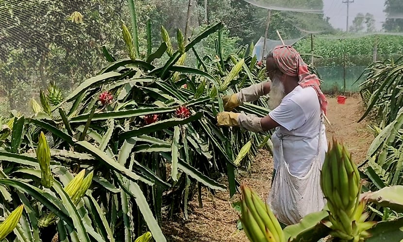 ড্রাগন ফলের বাম্পার ফলন, বাড়ছে চাষের পরিধি