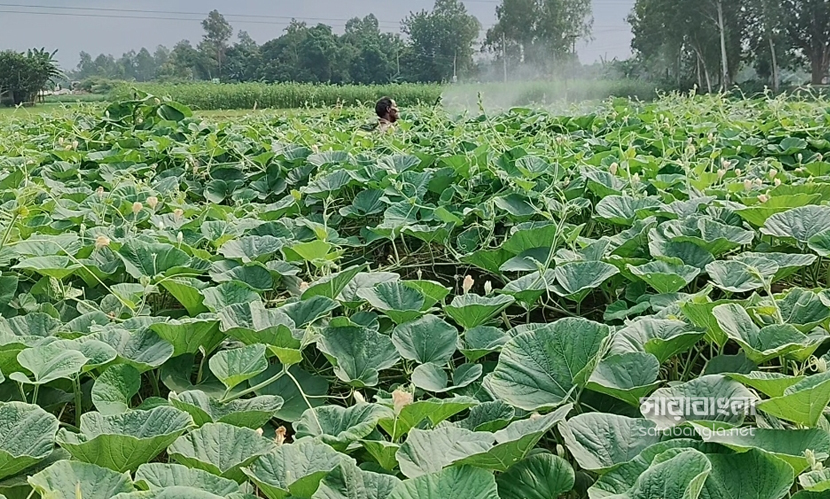 সিরাজগঞ্জে লাউয়ের বাম্পার ফলন। ছবি: সারাবাংলা