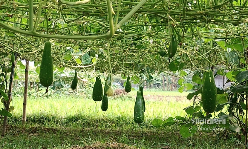 বন্যা না হওয়ায় লাউয়ের বাম্পার ফলন, মিলছে ভালো দামও