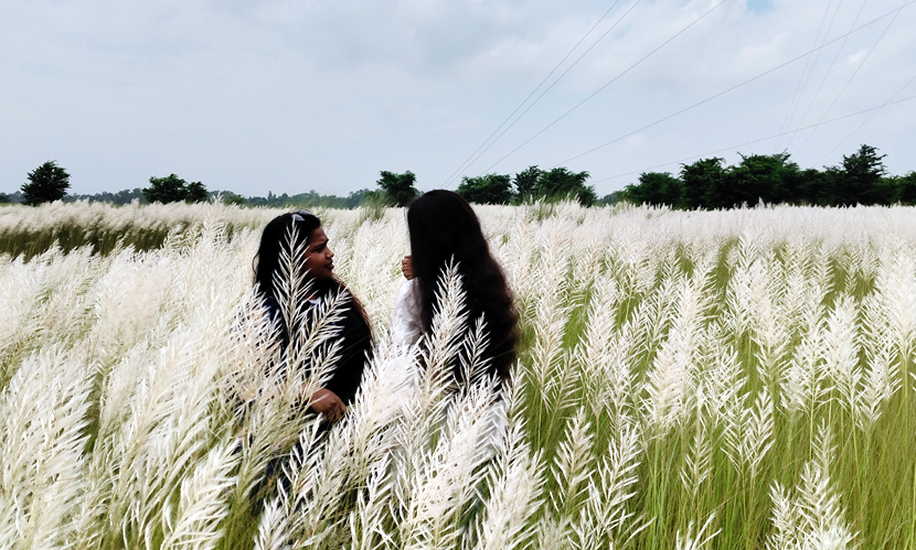 যমুনার বুকে কাশফুলের রাজ্য, বাড়ছে প্রকৃতিপ্রেমীদের ভিড়