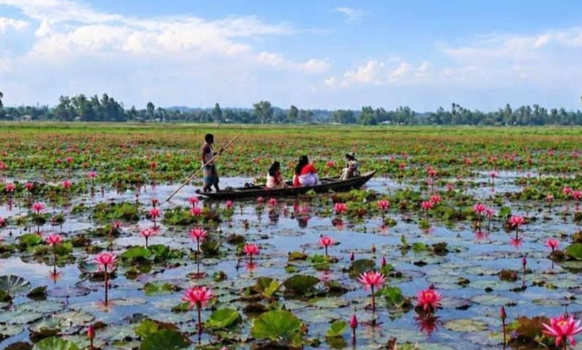 টুঙ্গিপাড়ার তারাইল বিলজুড়ে লাল শাপলার গালিচা