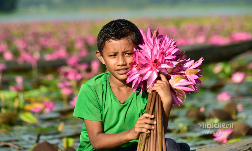 লাল শাপলায় ঢাকা সাতলার বিল