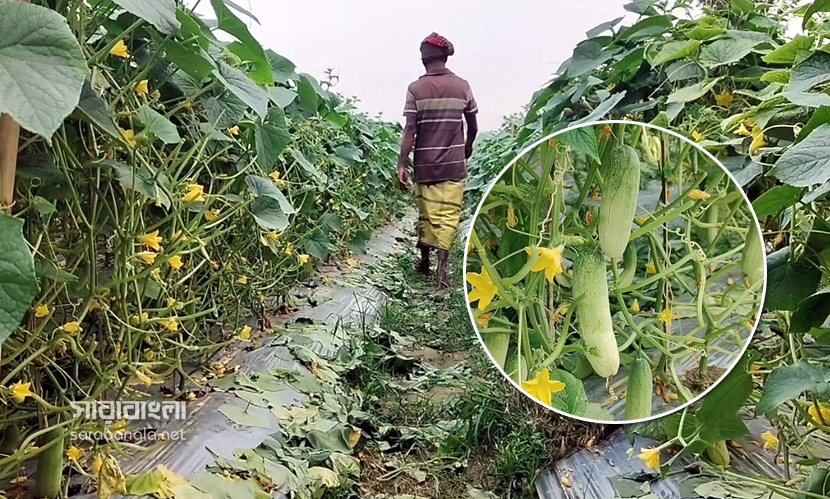 উৎপাদন ভালো হলেও দামে হতাশ কৃষক