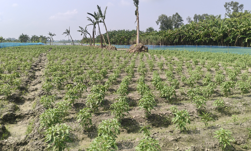 কুড়িগ্রামে আগাম শীতকালীন সবজি চাষ, ভালো দামের আশায় কৃষক
