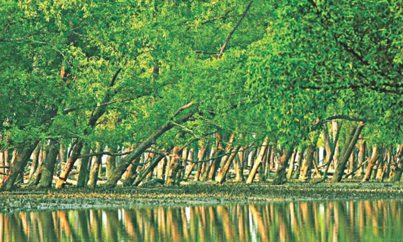 সুন্দরবনে হরিণ শিকারের ফাঁদ ও নিষিদ্ধ জালসহ গ্রেফতার ৬
