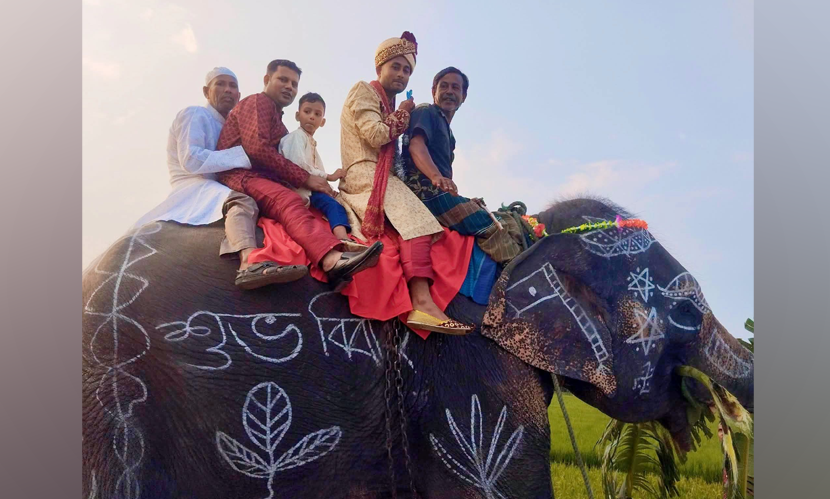 মা- বাবার শখ পূরণে হাতির পিঠে চড়ে বরযাত্রা