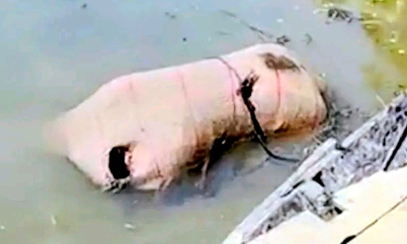 কচুরিপানা পরিষ্কার করতে গিয়ে মিলল বস্তাবন্দি নারীর মরদেহ