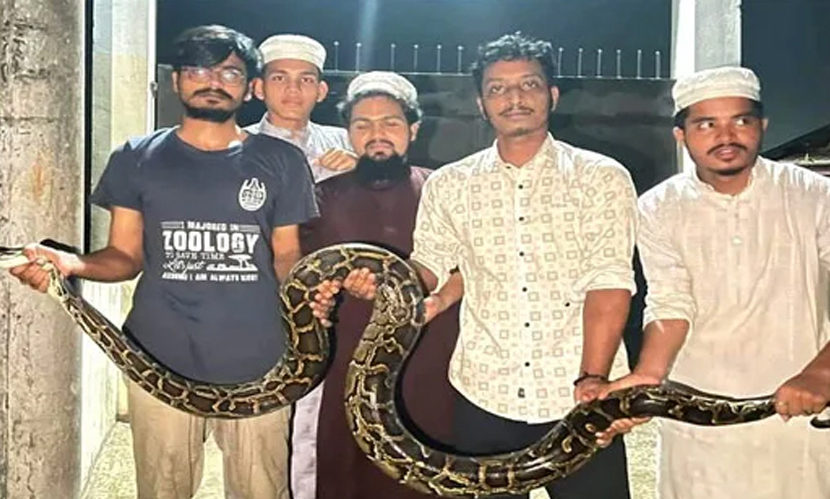 চবিতে ১৪ ফুট দৈর্ঘ্যের বার্মিজ পাইথন উদ্ধার