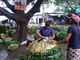 পানচাষে লাভবান রাজশাহীর কৃষক