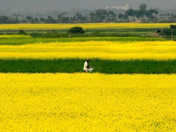 ব্যতিক্রমী শস্য