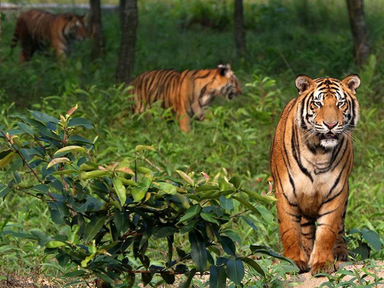 ‘বাংলাদেশের ফুসফুস সুন্দরবন রক্ষায় কার্যকর পদক্ষেপ নিতে হবে’