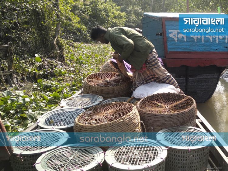 সুন্দরবনে অভয়ারণ্য থেকে কাঁকড়া আহরণ, ২৪ জেলে আটক