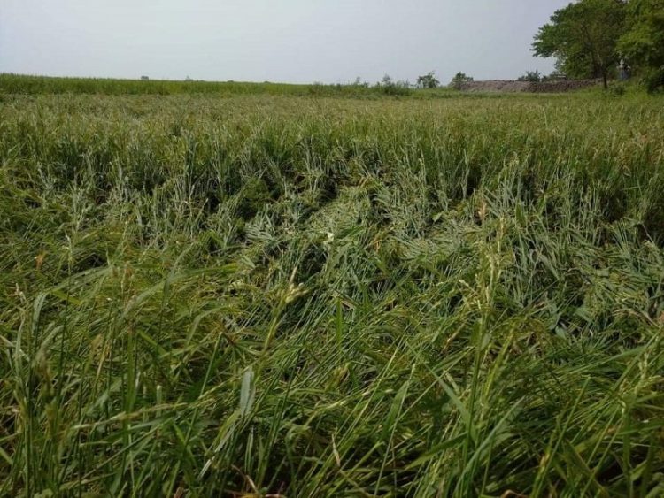 সুনামগঞ্জে ৫ মিনিটের শিলাবৃষ্টিতে বোরো ধান ক্ষতিগ্রস্ত