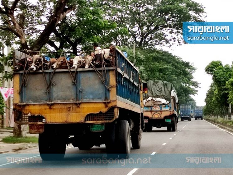 যাত্রীবাহী গাড়ি নেই, গরু ও পণ্যবাহী ট্রাকের দখলে মহাসড়ক