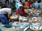 ভারতে ইলিশ রফতানি বন্ধে হাইকোর্টে রিট