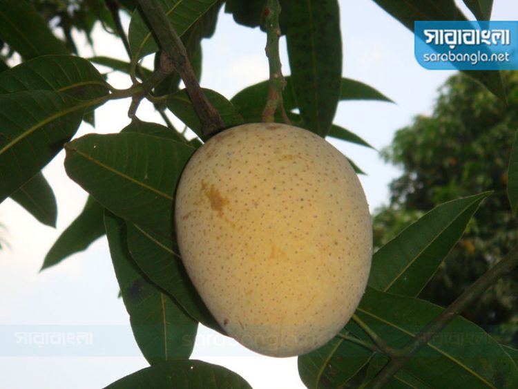 আমের নতুন জাত বারি-১৮, ‘মিষ্টি বেশি, দারুণ ঘ্রাণও’