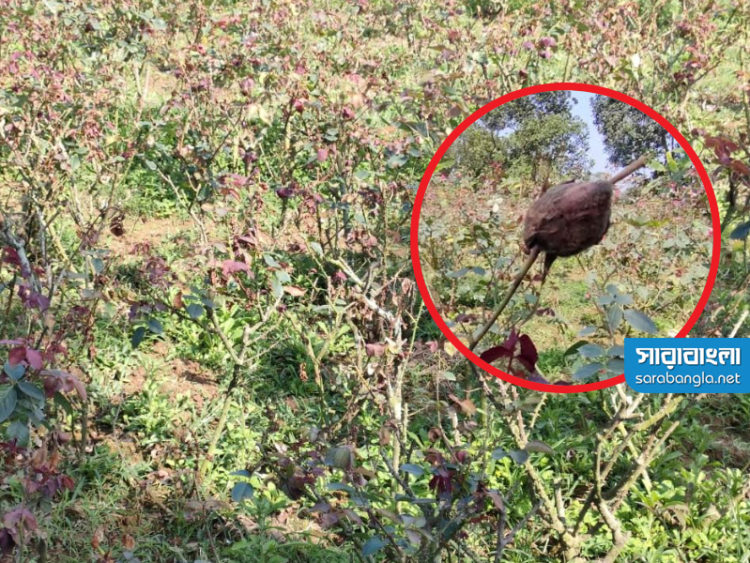 ‘অচেনা’ ছত্রাকে বিবর্ণ গোলাপ গ্রাম, ৩২ কোটি টাকার ক্ষতি