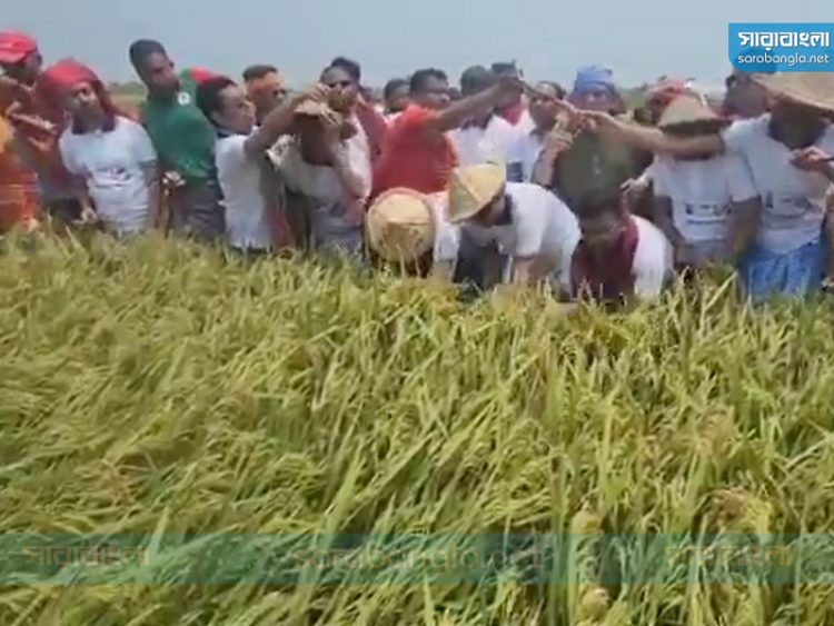 আড়িয়াল বিলে কৃষকের ধান কেটে দিলো স্বেচ্ছাসেবক লীগ