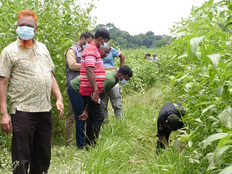 ঝিনাইদহে পাটক্ষেতে গলা কাটা মরদেহ