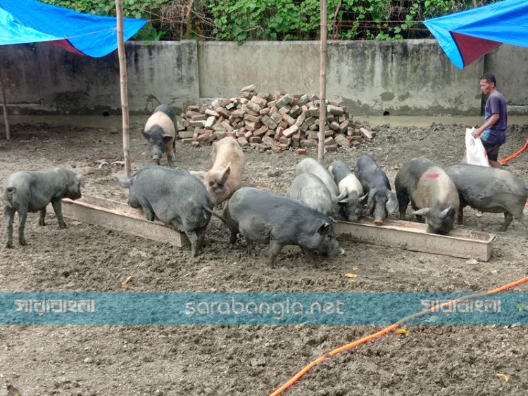 প্রথমবার শনাক্ত ‘সোয়াইন ফিভার’, একমাত্র খামারে ৮১ শূকরের মৃত্যু