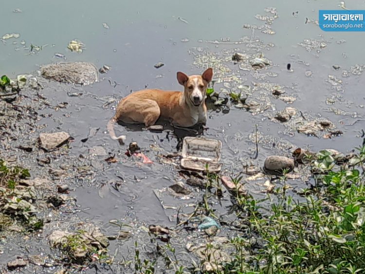 টানা তাপপ্রবাহে বিপর্যস্ত যশোরের জনজীবন