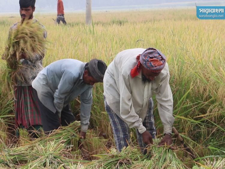 নওগাঁয় ধান কাটা শুরু, বৃষ্টি পরে হোক বলছেন চাষিরা