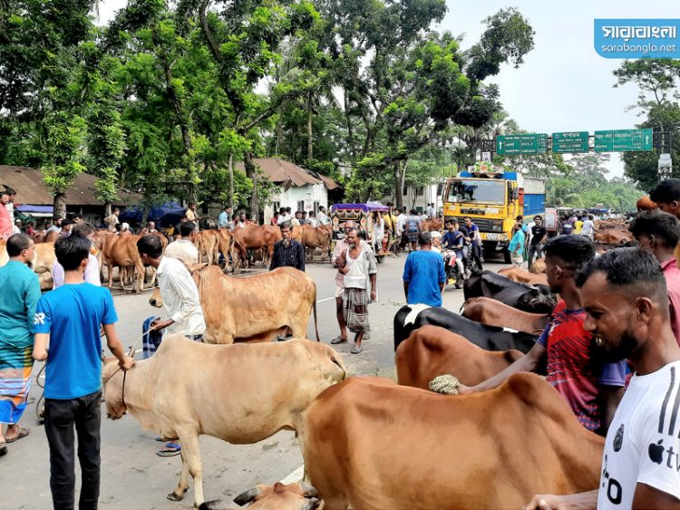 মহাসড়কে আওয়ামী লীগ নেতার গরুর হাট